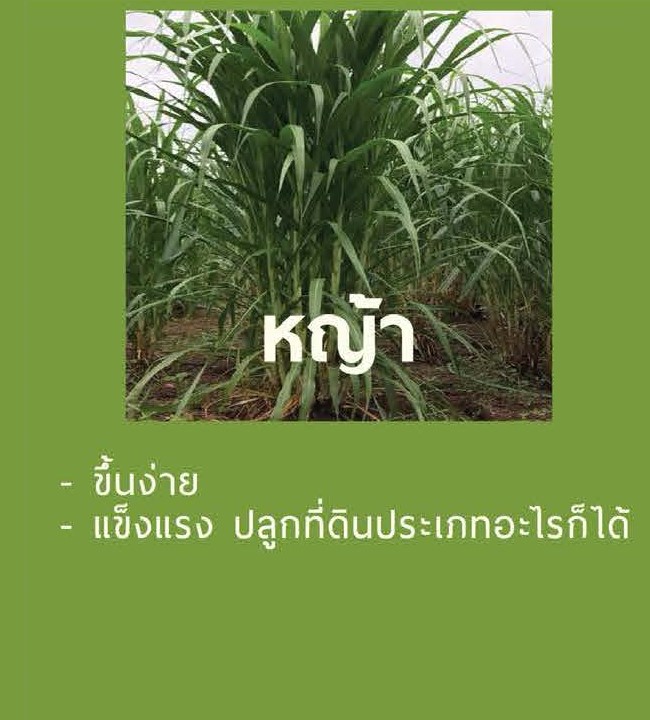 ปลูกง่ายเหมือนหญ้า